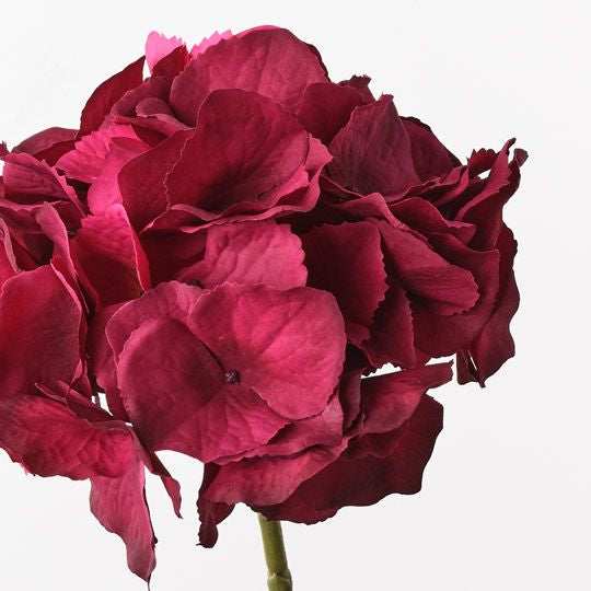 Hydrangea Fuschia - Floral Interiors