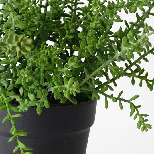 Sedum Plant - Floral Interiors