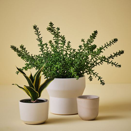 Sedum Plant - Floral Interiors