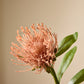 Pincushion Stem - Rouge