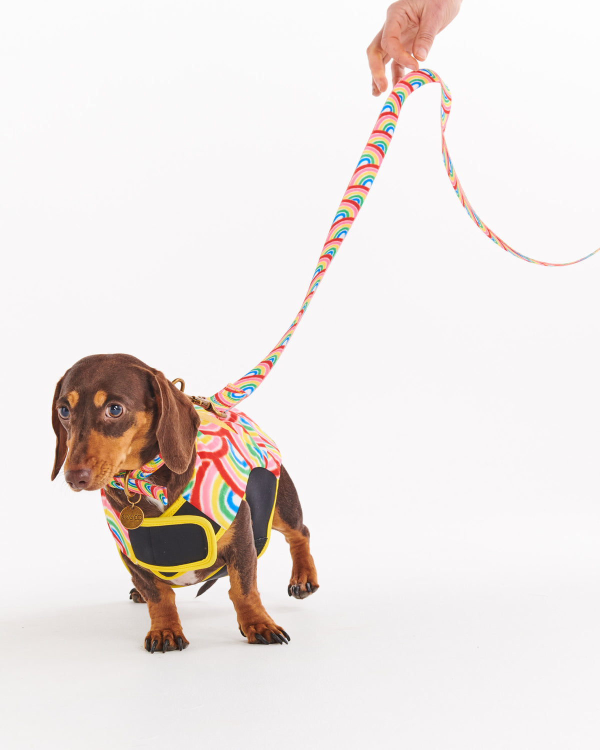 Rainbow Spray Dog Jacket- Kip&Co