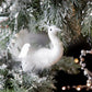 Alaska Hanging Swan w White Necklace - Papaya