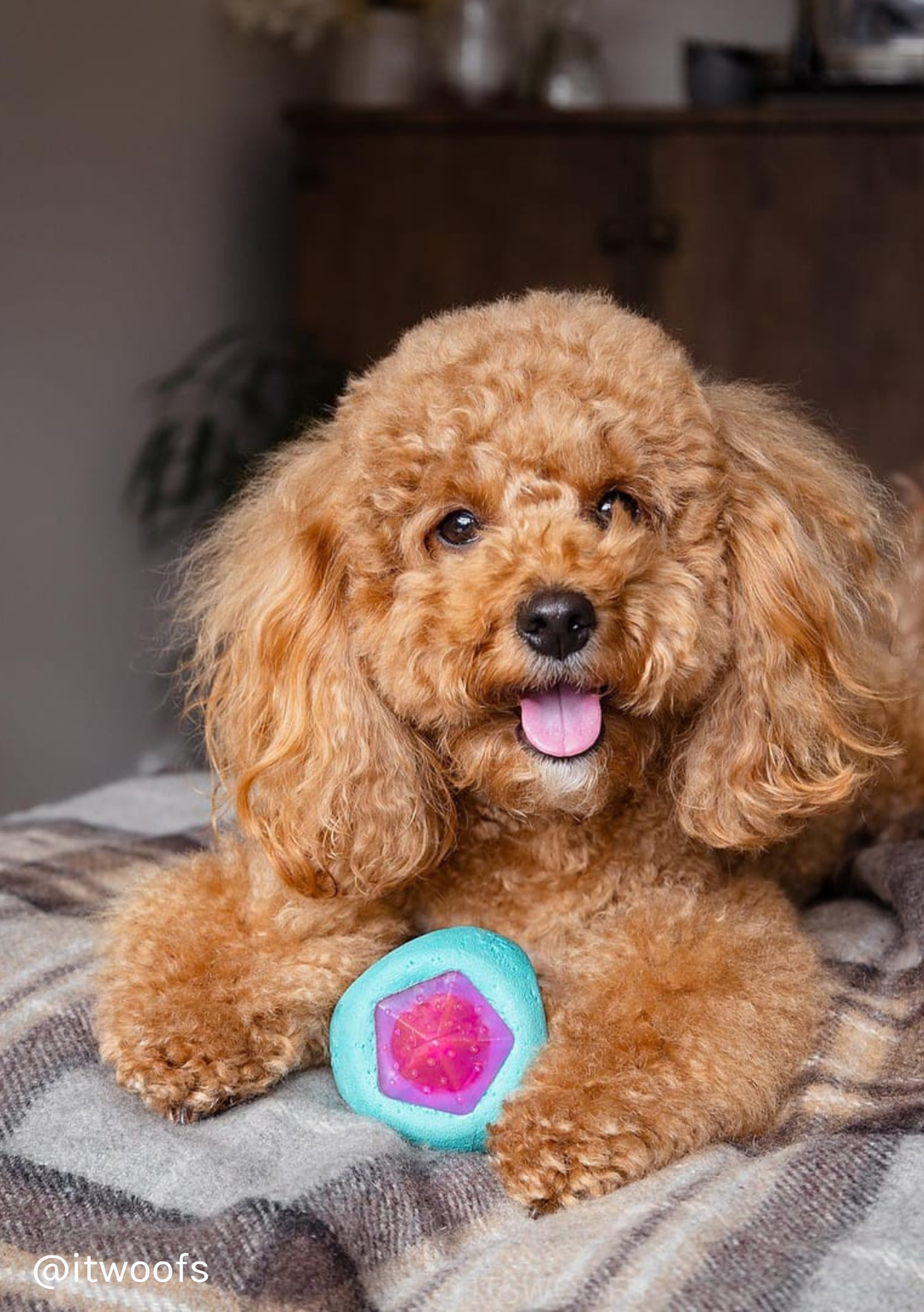 Large pet deals blanket